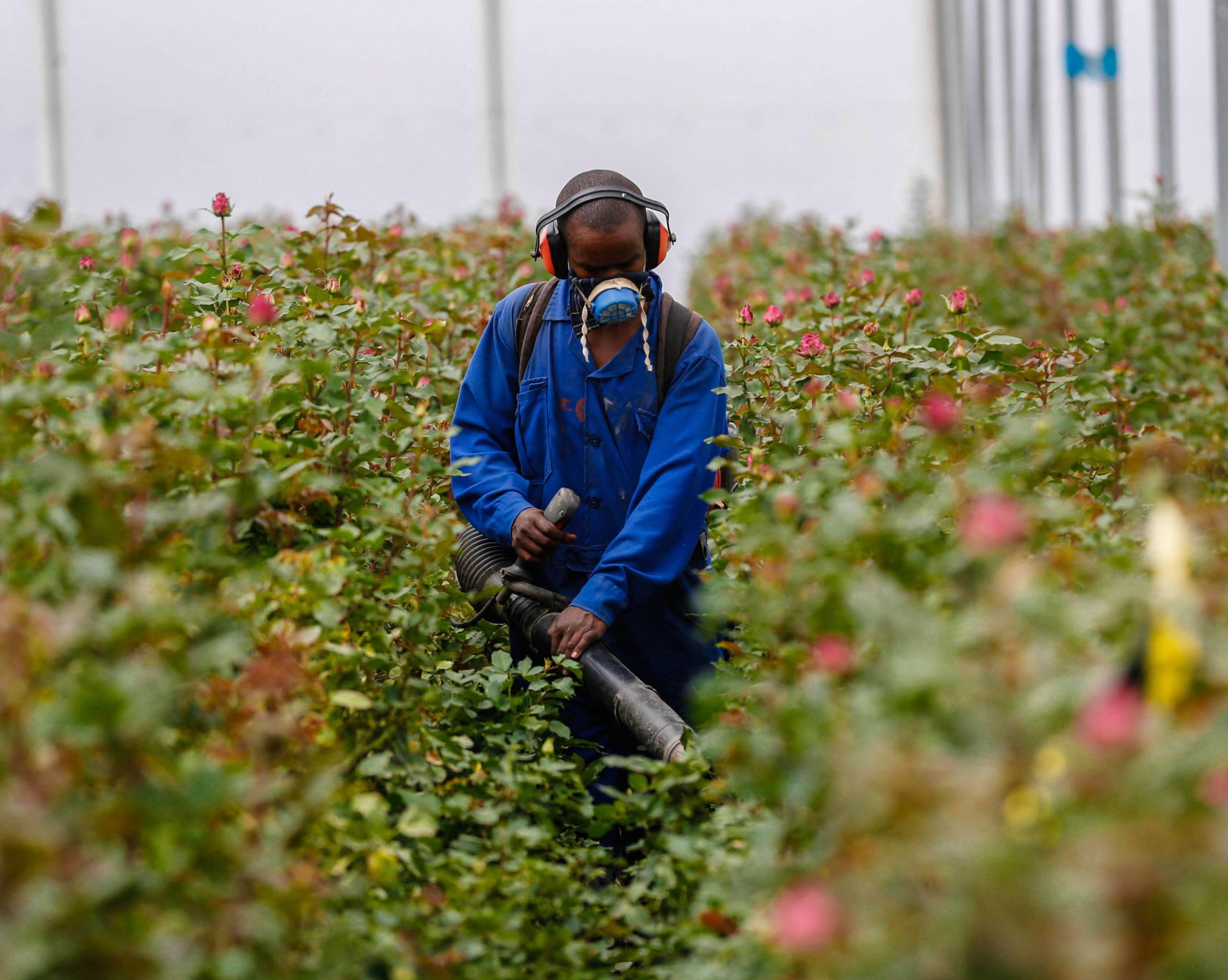 Fleurs fraîches ou fleurs en soie : ce que dit vraiment l'analyse de cycle de vie